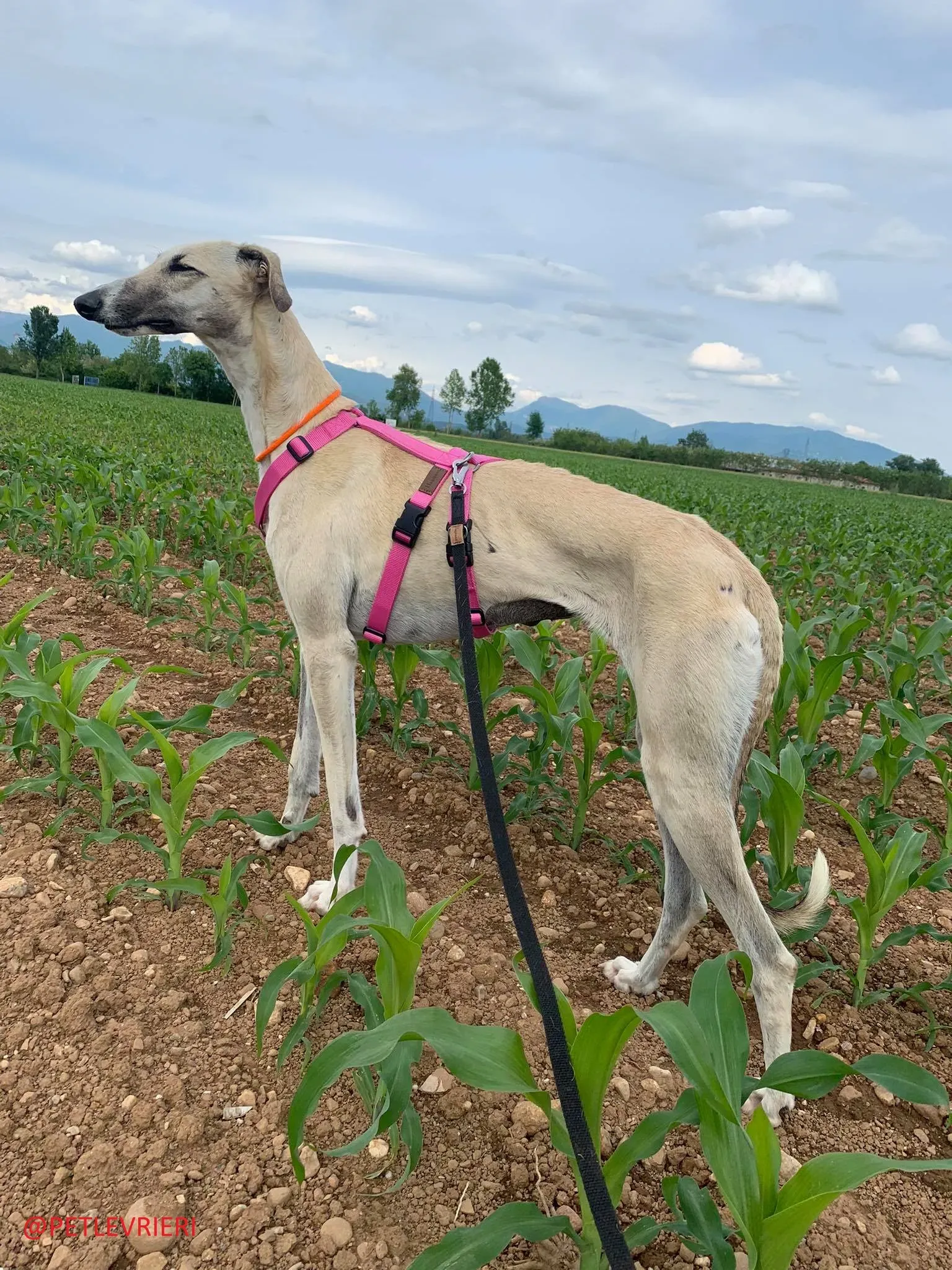 Elsa adozione levrieri galgo 36