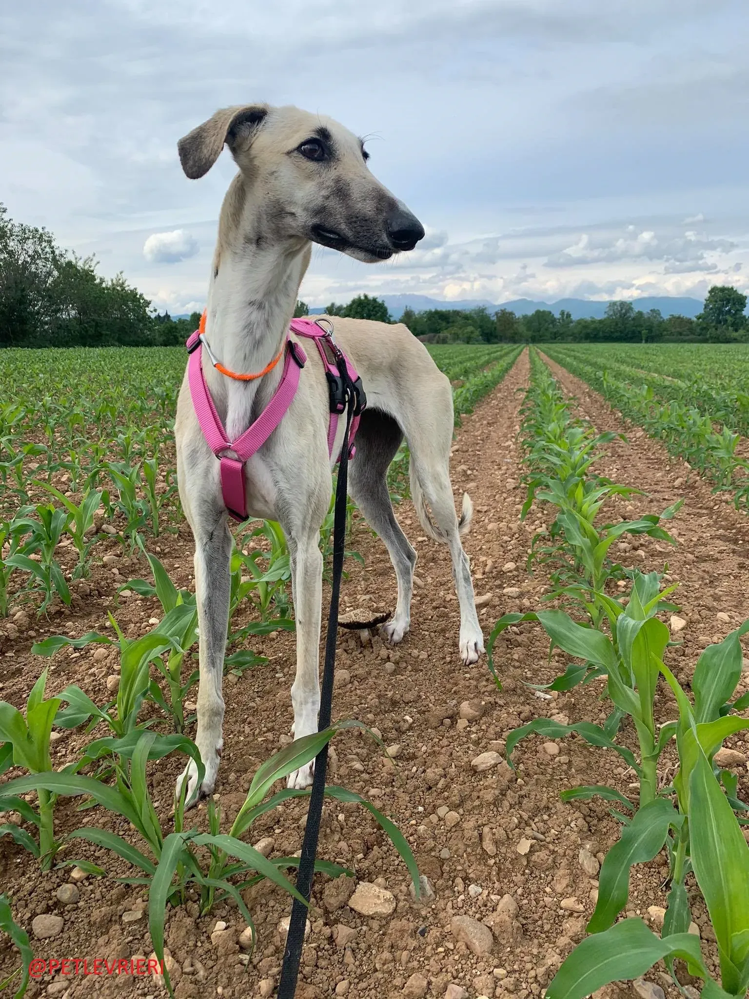 Elsa adozione levrieri galgo 37