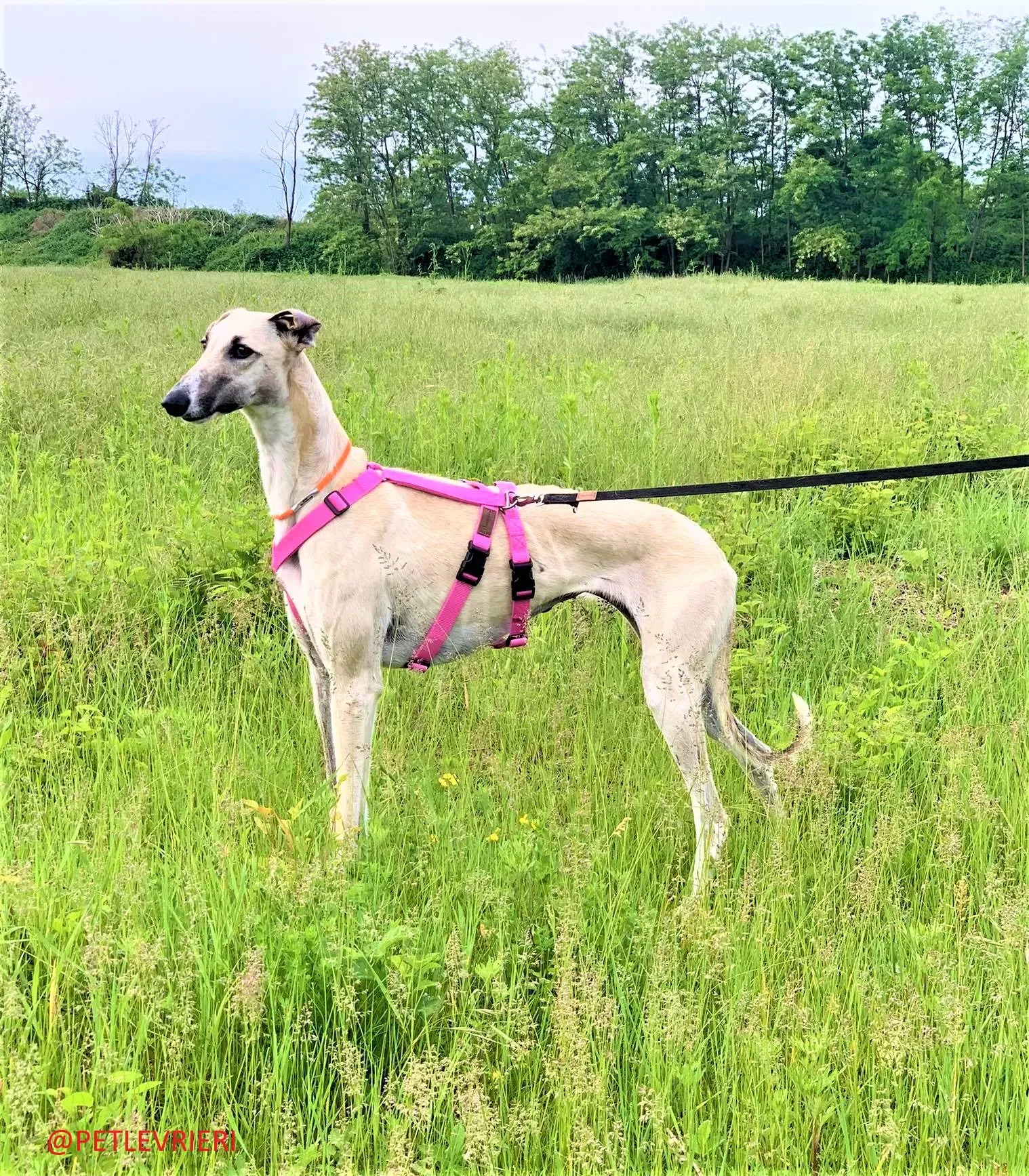 Elsa adozione levrieri galgo 38 2