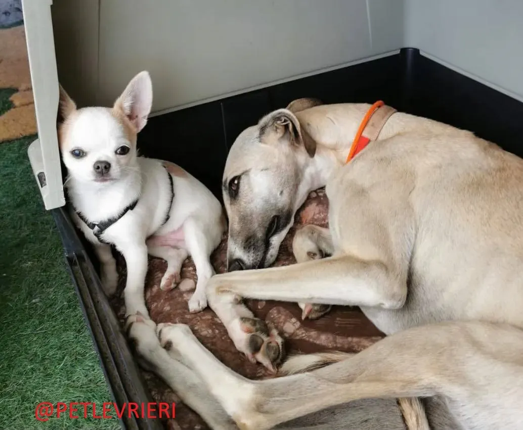 Elsa adozione levrieri galgo 39