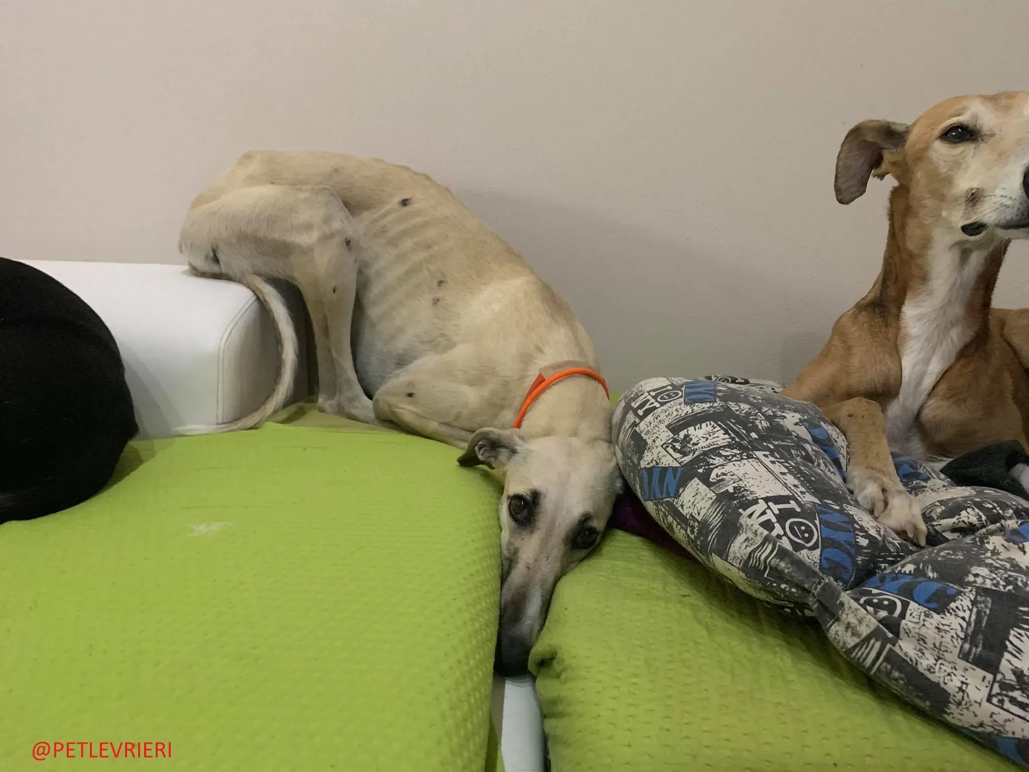 Elsa adozione levrieri galgo 40