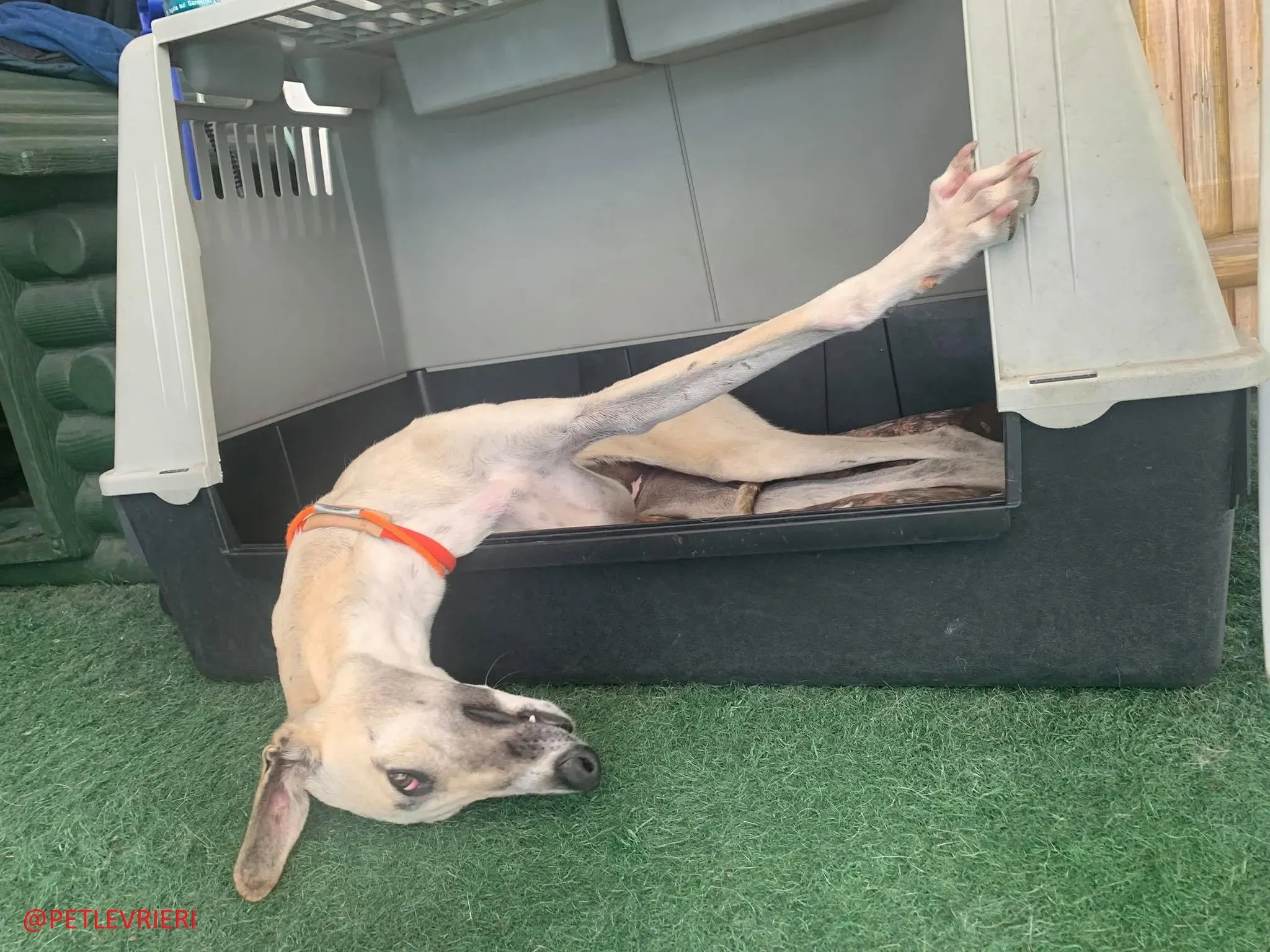 Elsa adozione levrieri galgo 41