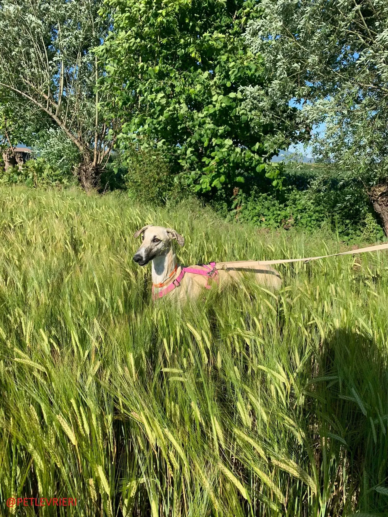 Elsa adozione levrieri galgo 42