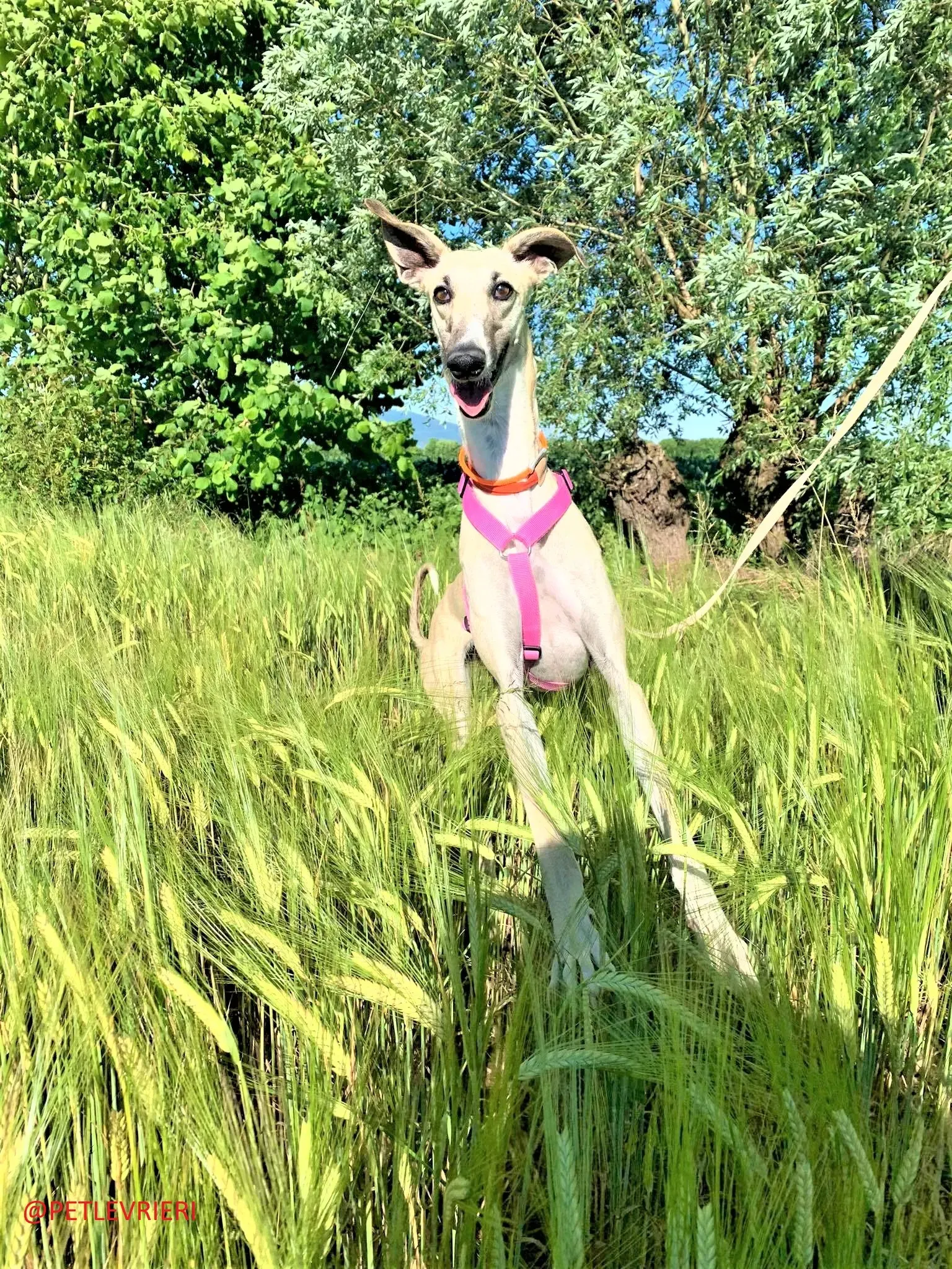 Elsa adozione levrieri galgo 43 2