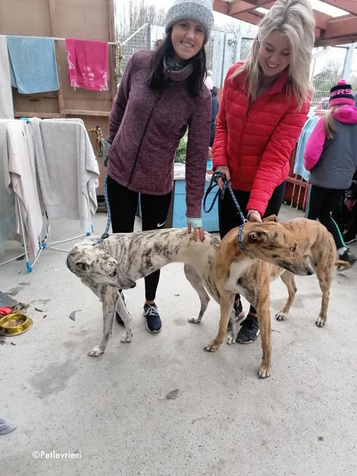 Elsa adozione levrieri greyhound 1 1