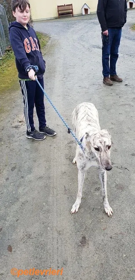 Elsa adozione levrieri greyhound 10