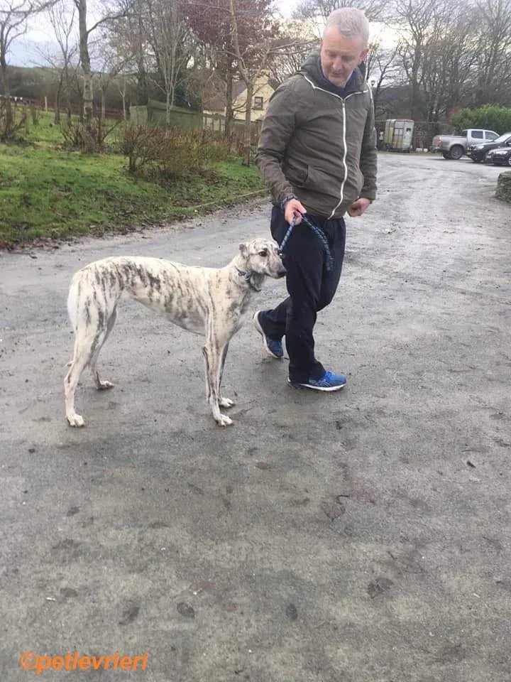 Elsa adozione levrieri greyhound 11