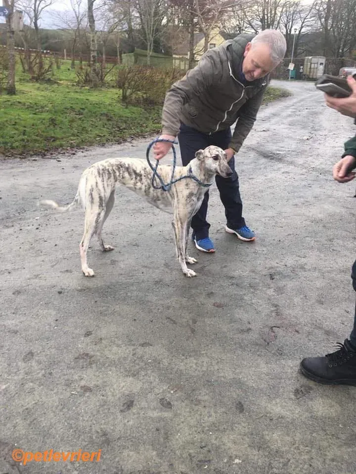 Elsa adozione levrieri greyhound 12