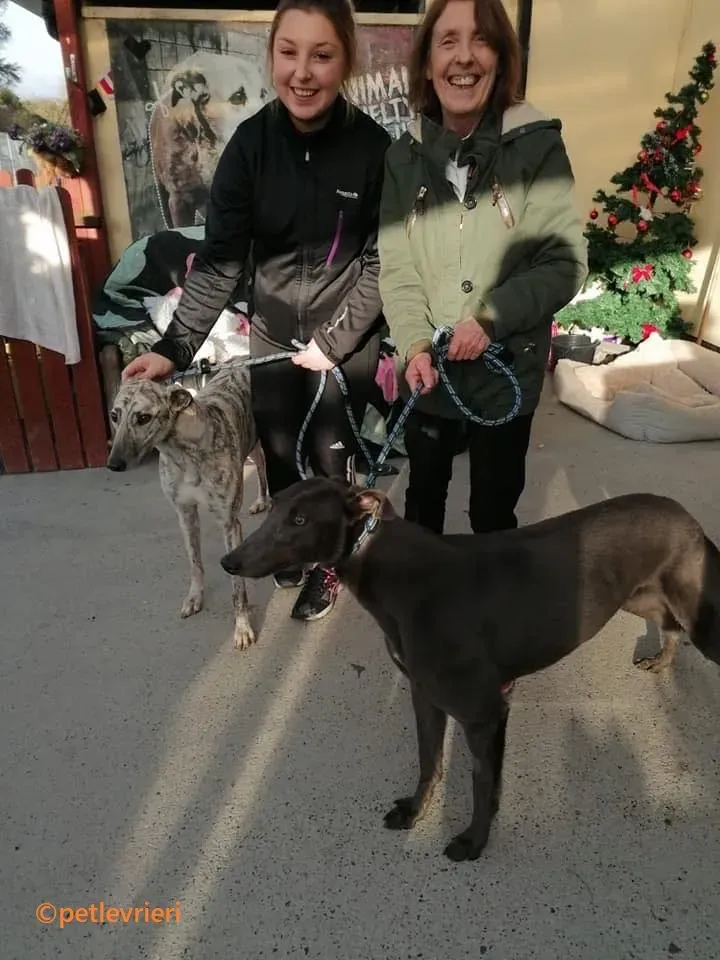 Elsa adozione levrieri greyhound 13