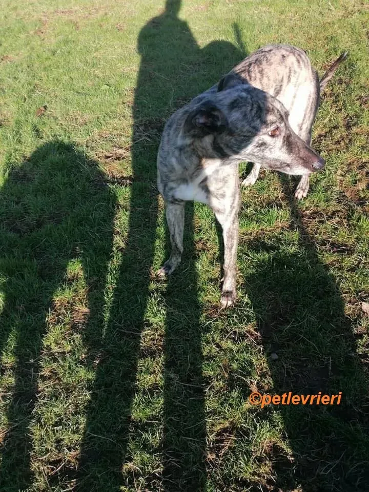 Elsa adozione levrieri greyhound 14