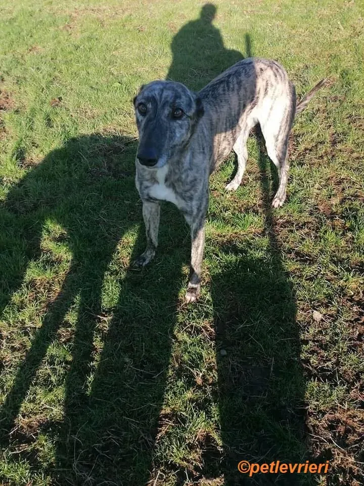 Elsa adozione levrieri greyhound 15
