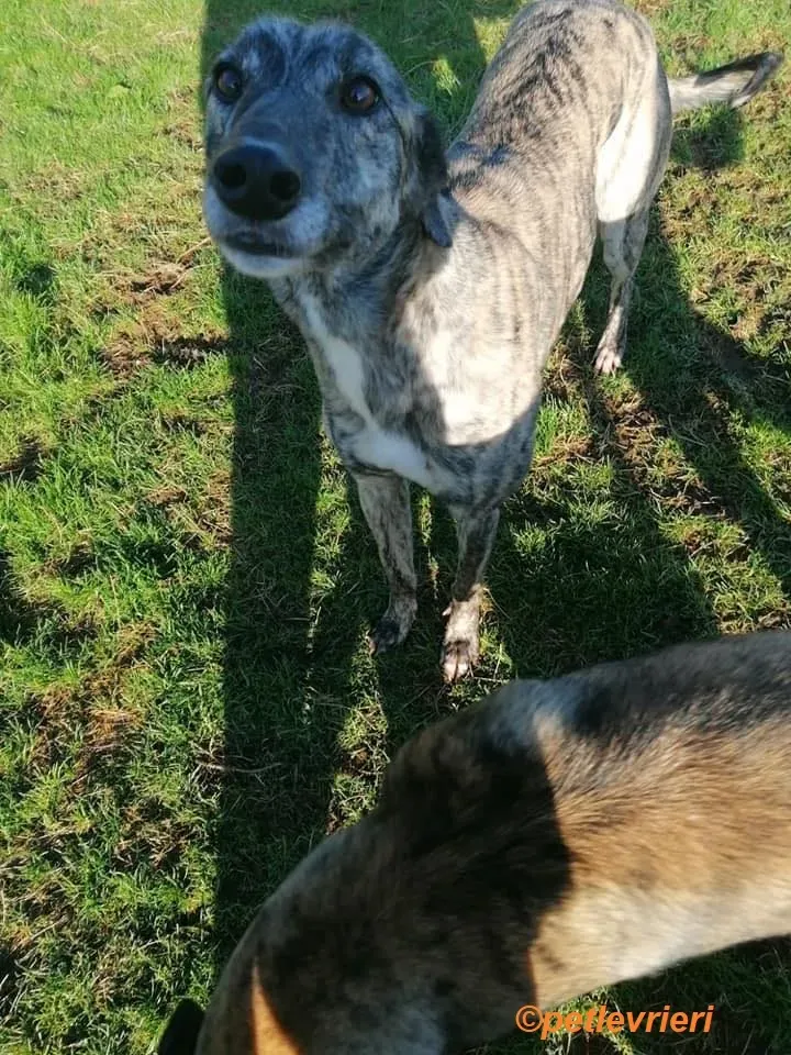 Elsa adozione levrieri greyhound 16