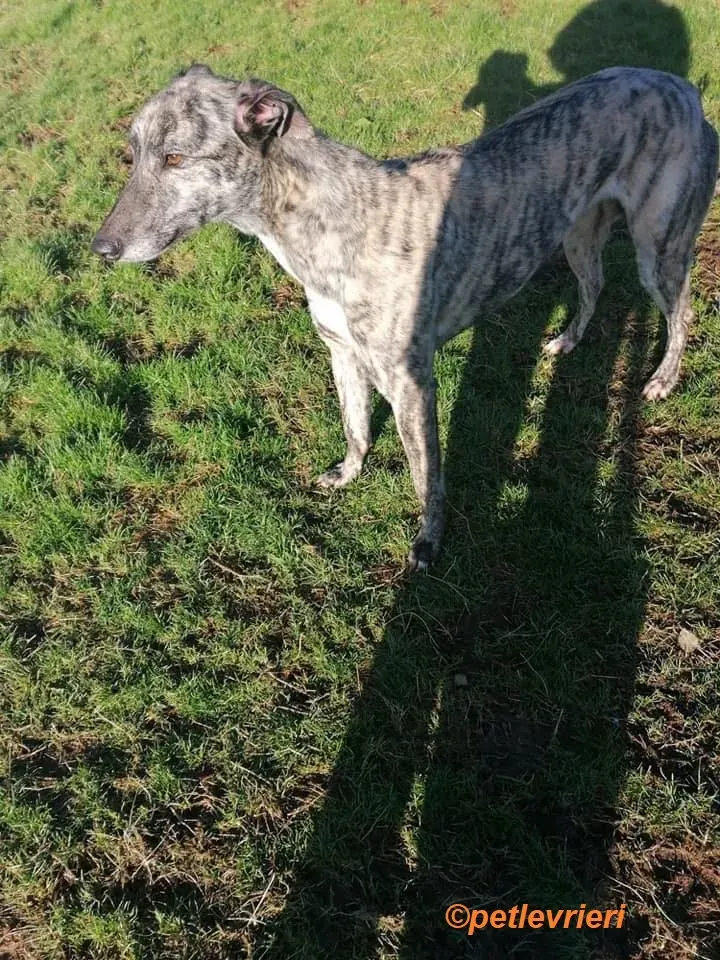Elsa adozione levrieri greyhound 17
