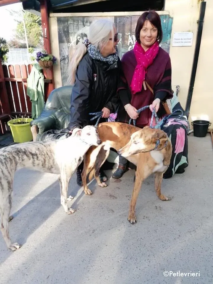Elsa adozione levrieri greyhound 3