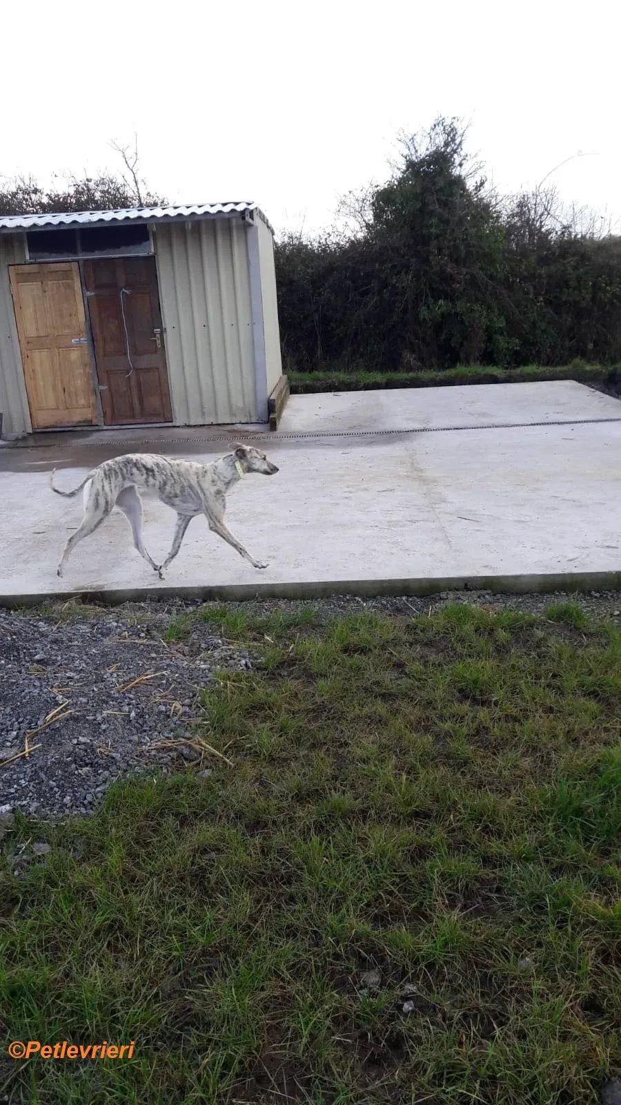 Elsa adozione levrieri greyhound 4