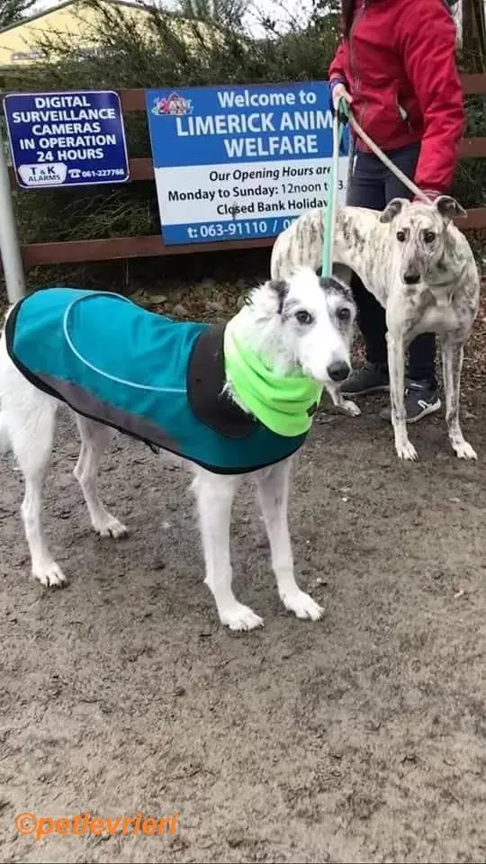 Elsa adozione levrieri greyhound 5