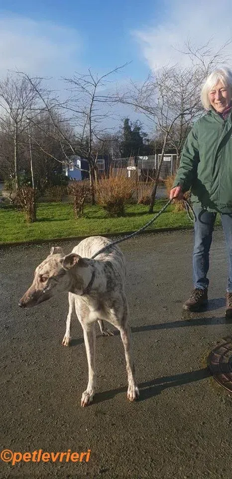 Elsa adozione levrieri greyhound 6