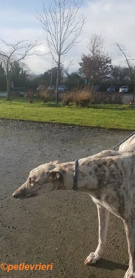 Elsa adozione levrieri greyhound 7