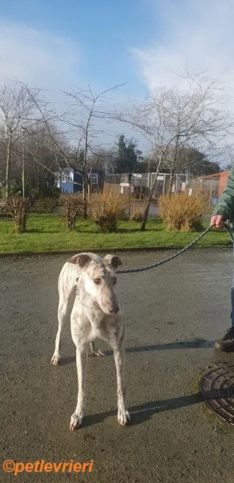 Elsa adozione levrieri greyhound 8