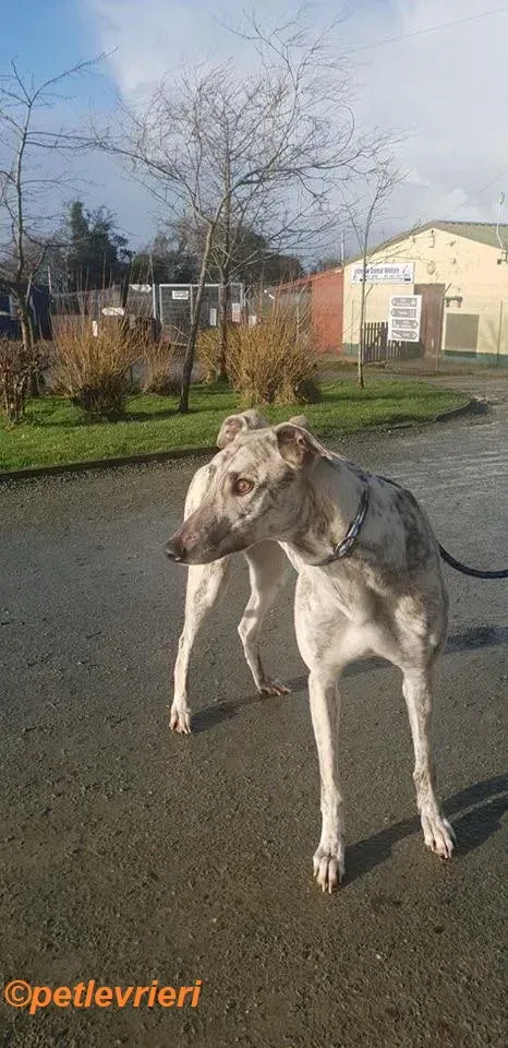 Elsa adozione levrieri greyhound 9