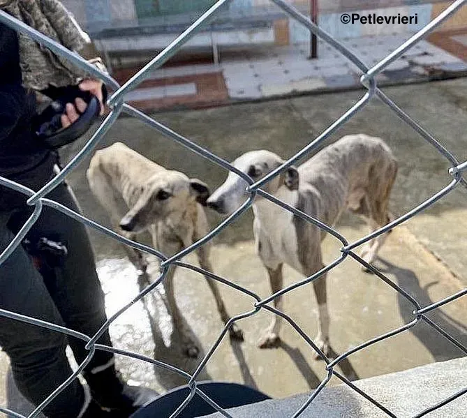 Elva adozione levrieri galgo 1 2