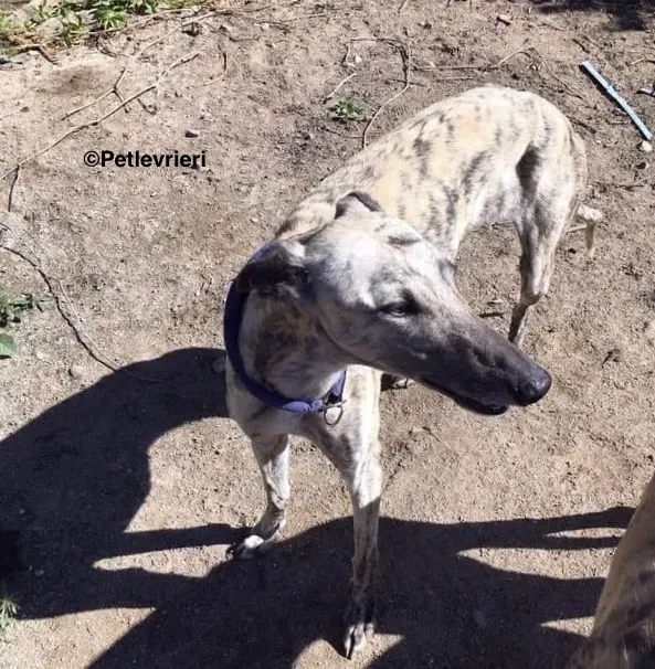 Elva adozione levrieri galgo 1 3