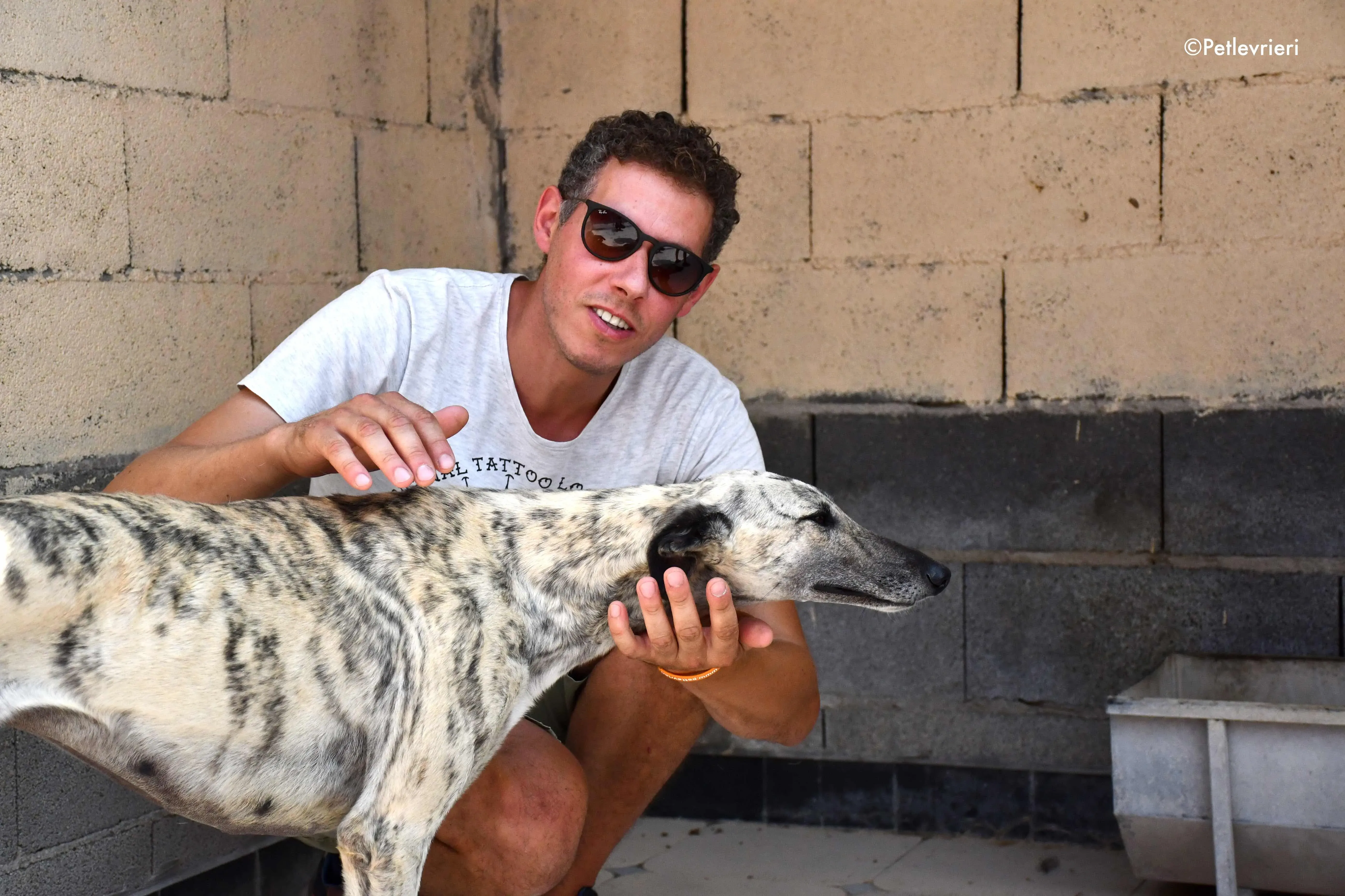 Elva adozione levrieri galgo 1