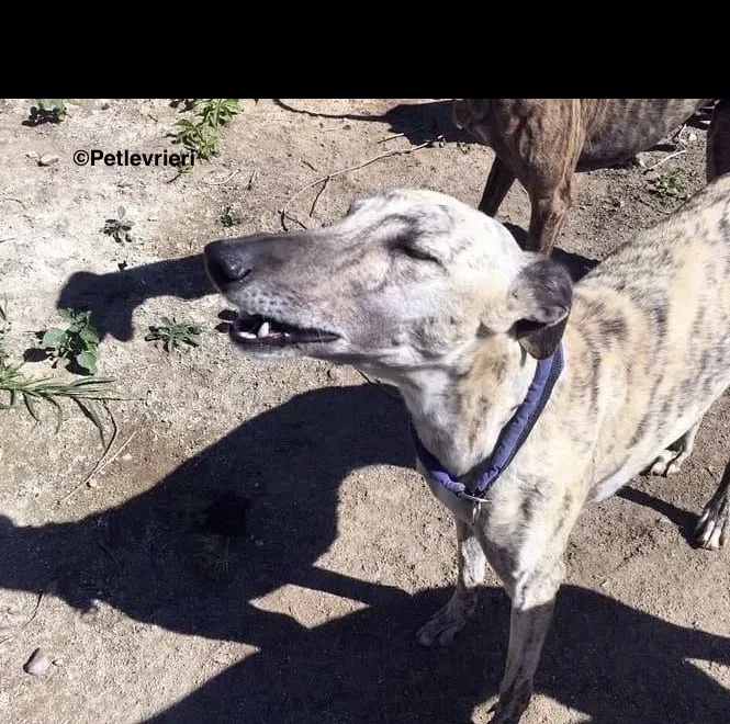 Elva adozione levrieri galgo 10