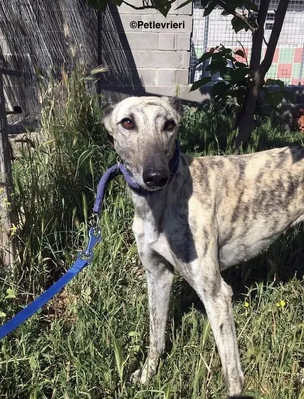 Elva adozione levrieri galgo 11