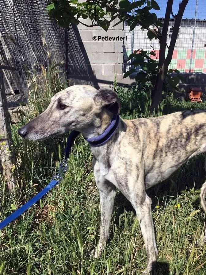 Elva adozione levrieri galgo 12
