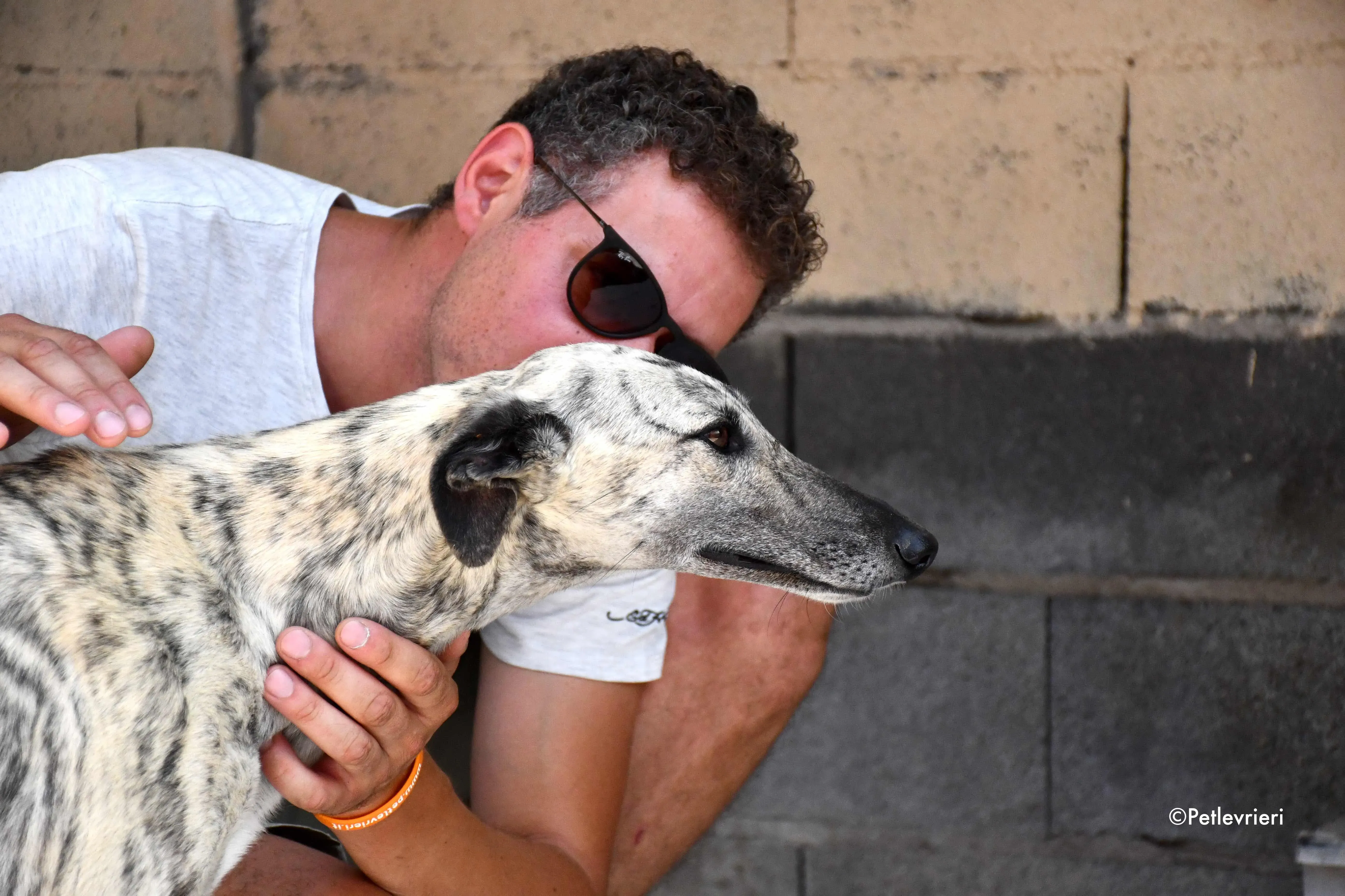 Elva adozione levrieri galgo 2