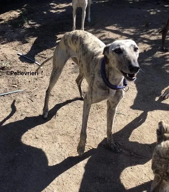 Elva adozione levrieri galgo 3 2