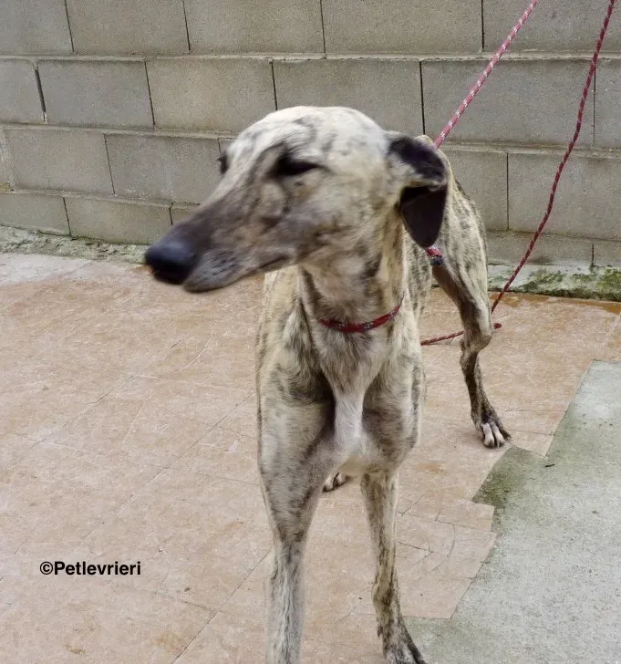 Elva adozione levrieri galgo 3