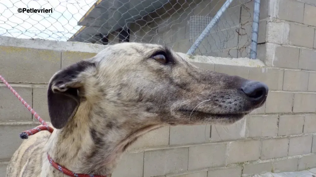 Elva adozione levrieri galgo 4 2