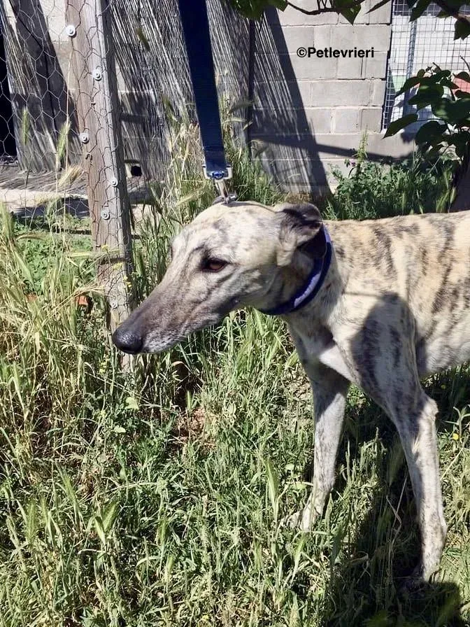 Elva adozione levrieri galgo 4 3