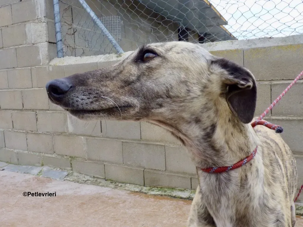Elva adozione levrieri galgo 4