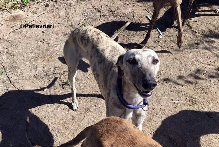 Elva adozione levrieri galgo 6
