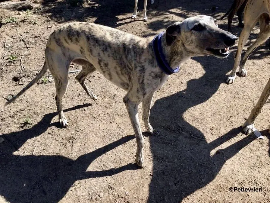 Elva adozione levrieri galgo 7