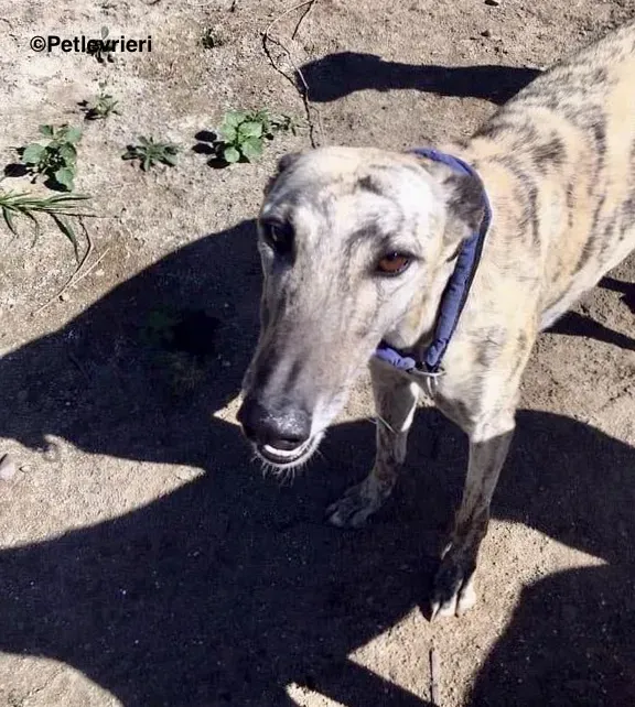 Elva adozione levrieri galgo 9