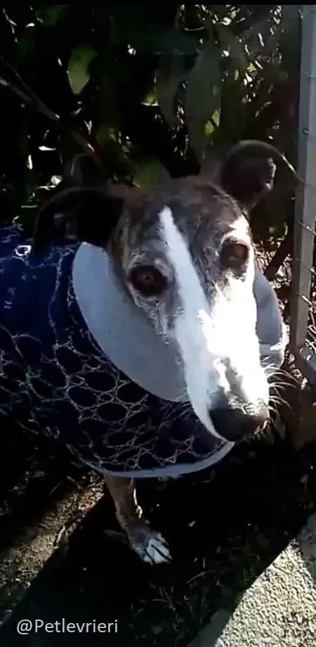 Elvira Galgo Foster Progetto Foster 1