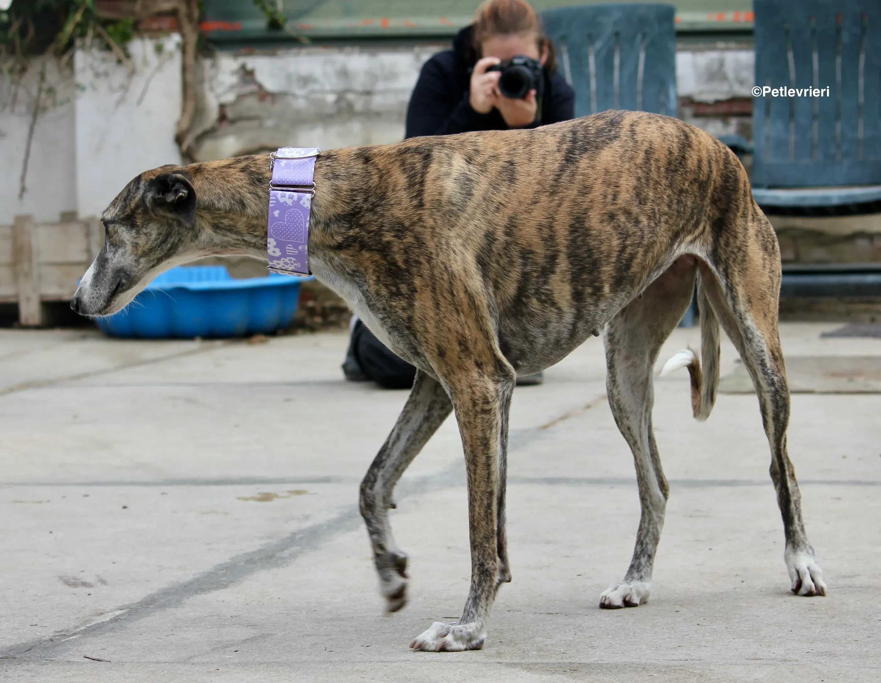Elvira adozione levrieri galgo 00