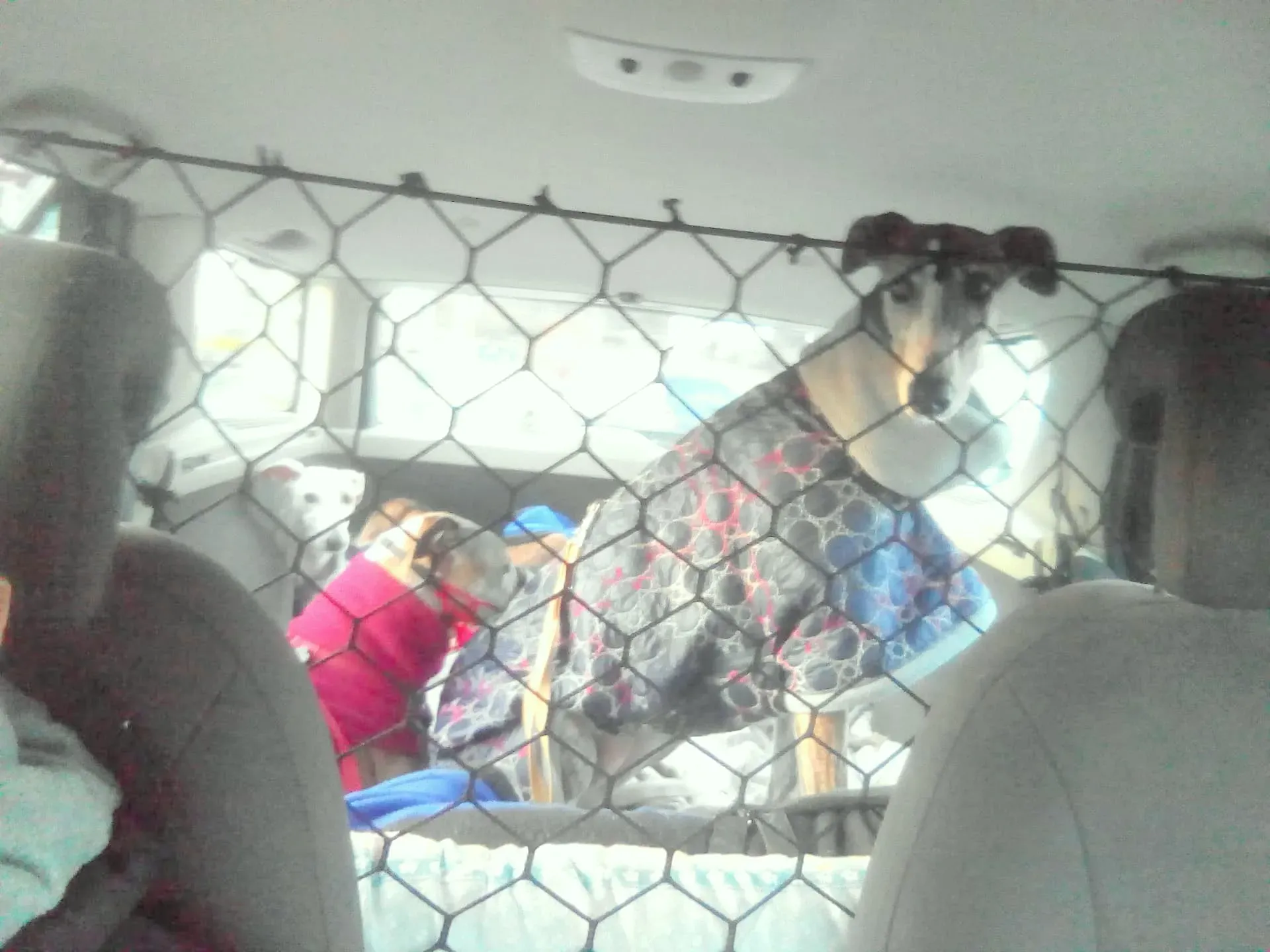 Elvira adozione levrieri galgo 002