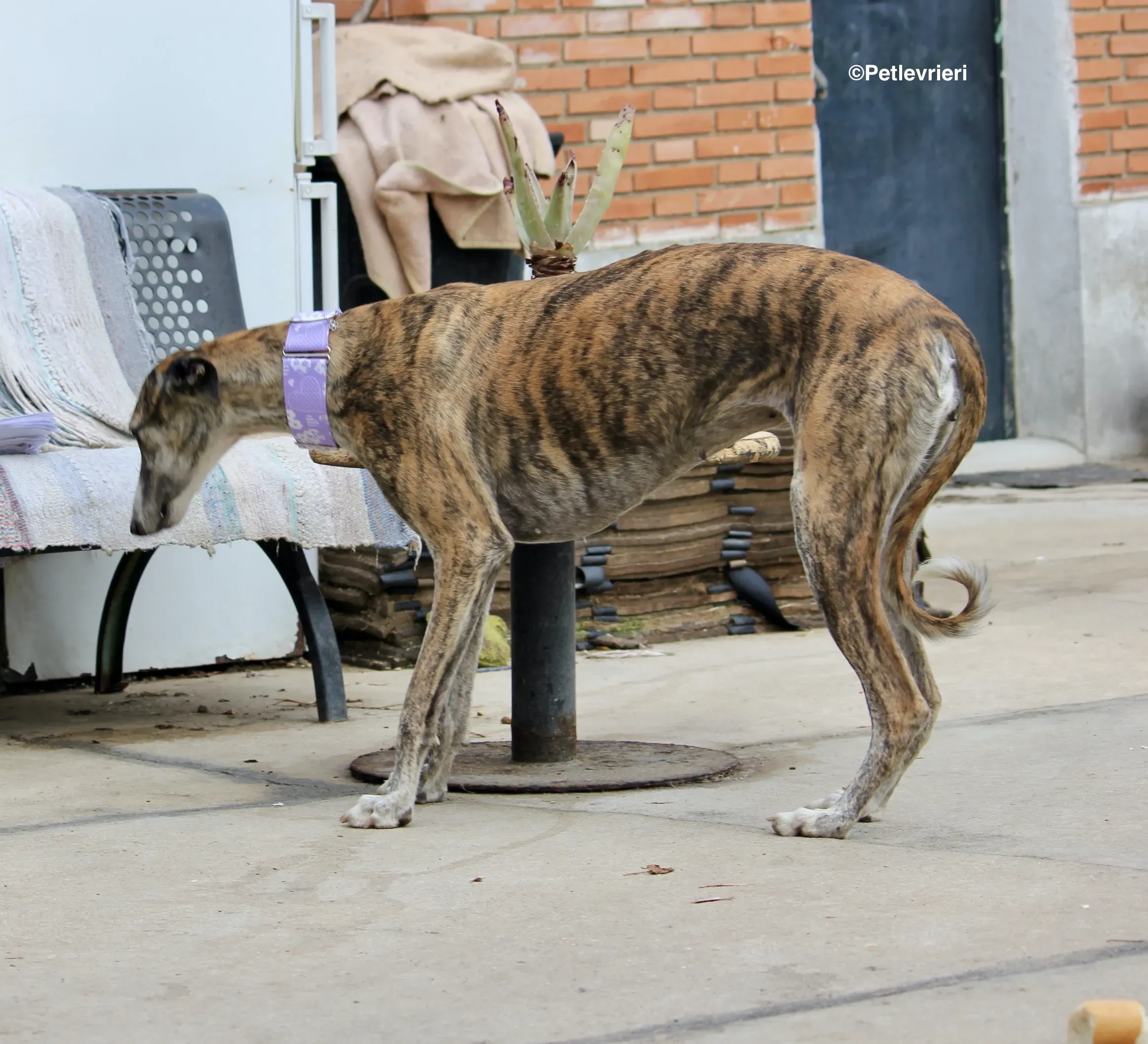 Elvira adozione levrieri galgo 01