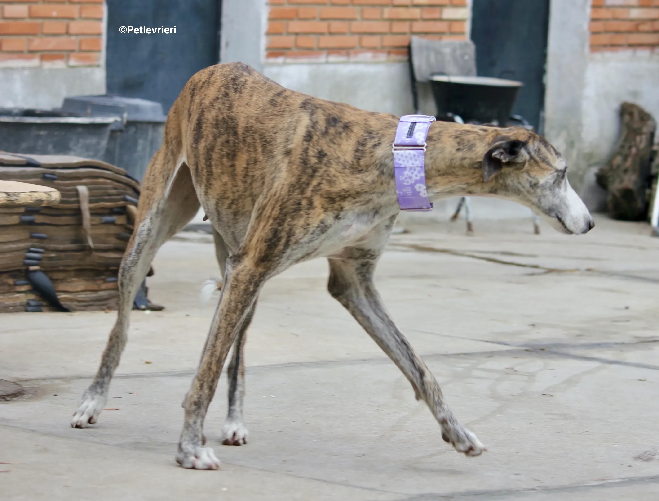 Elvira adozione levrieri galgo 02