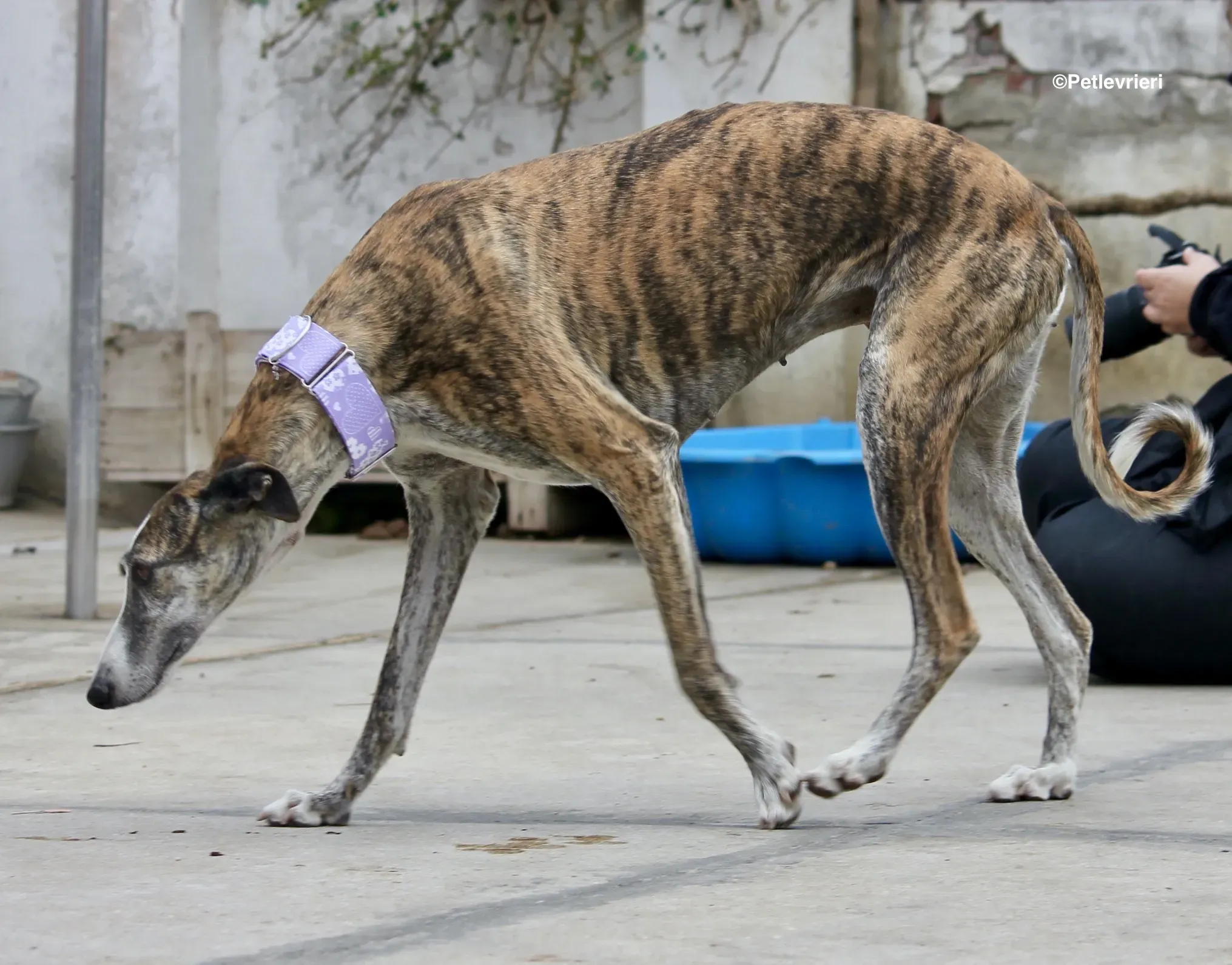 Elvira adozione levrieri galgo 03