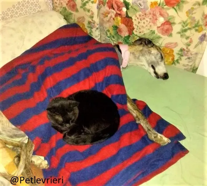 Elvira adozione levrieri galgo 04 2