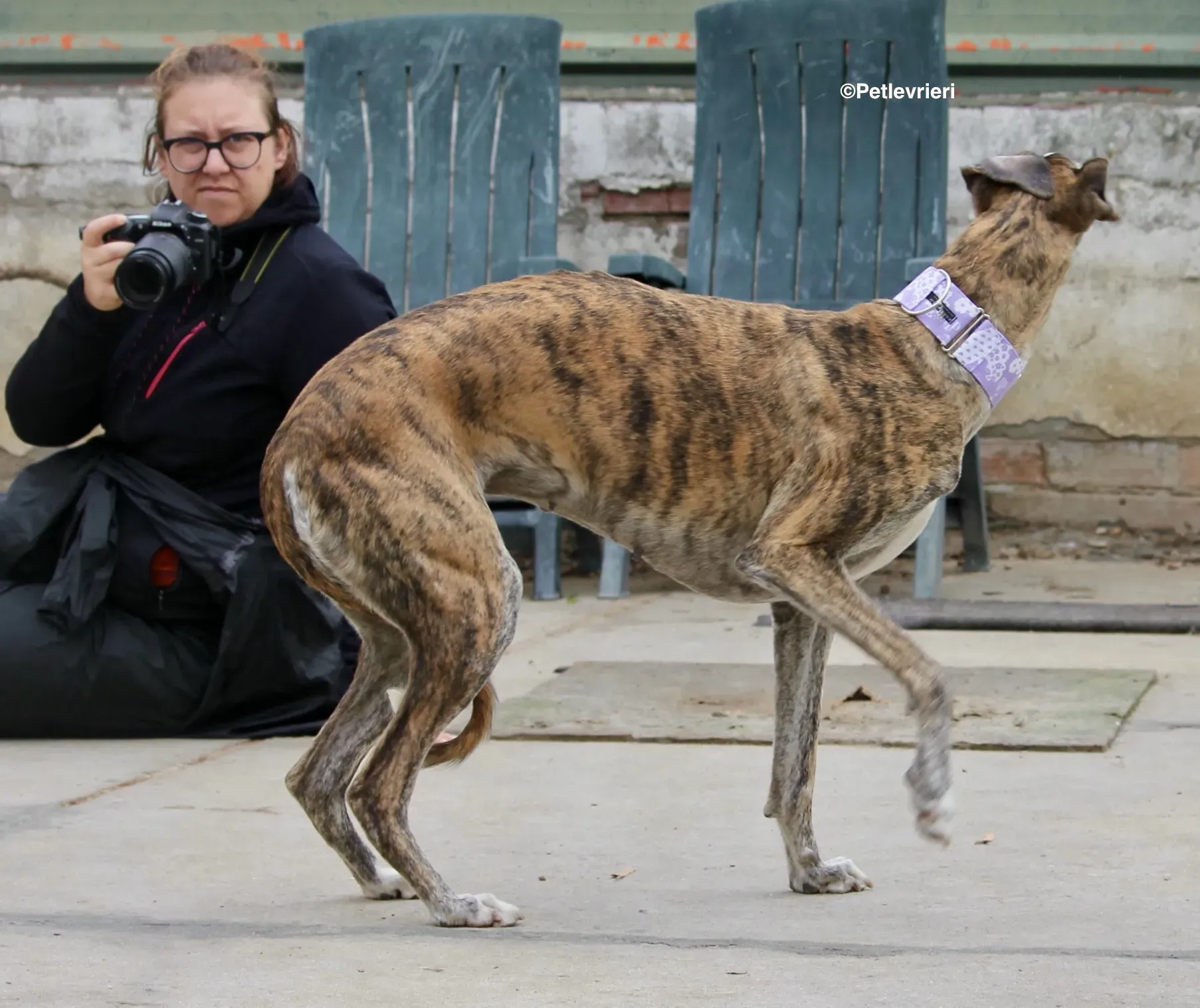 Elvira adozione levrieri galgo 04