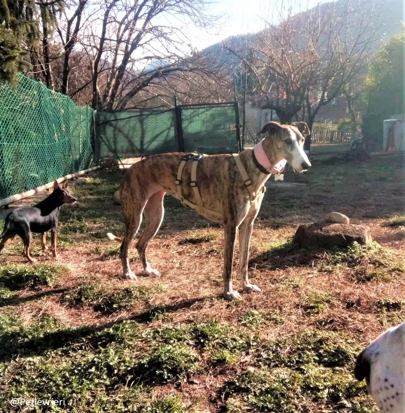 Elvira adozione levrieri galgo 05 2