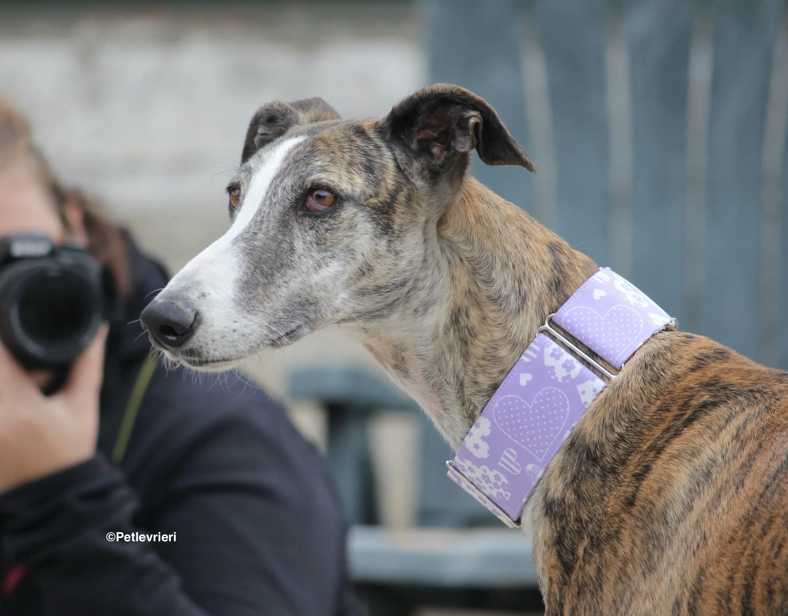 Elvira adozione levrieri galgo 05
