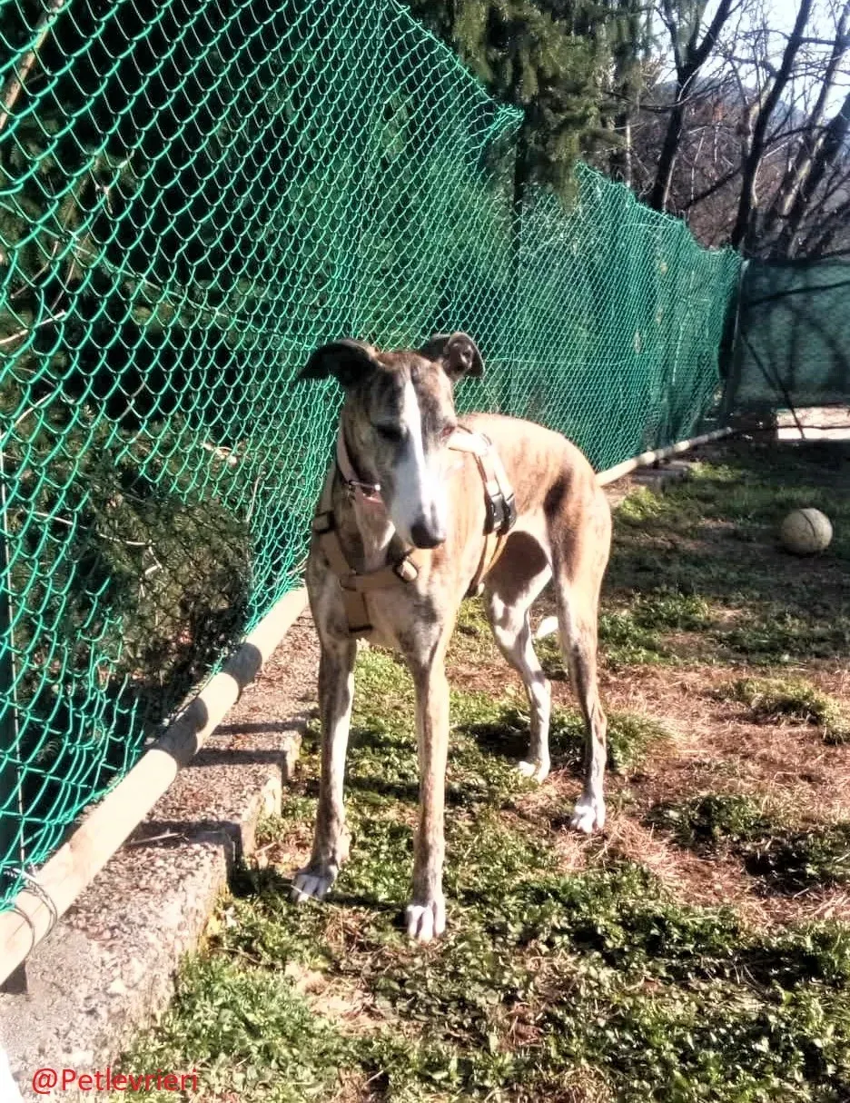 Elvira adozione levrieri galgo 06 2